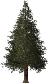 Pycnogenol® - French Maritime Pine Tree